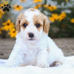 Cindy F1B, Cavapoo Puppy